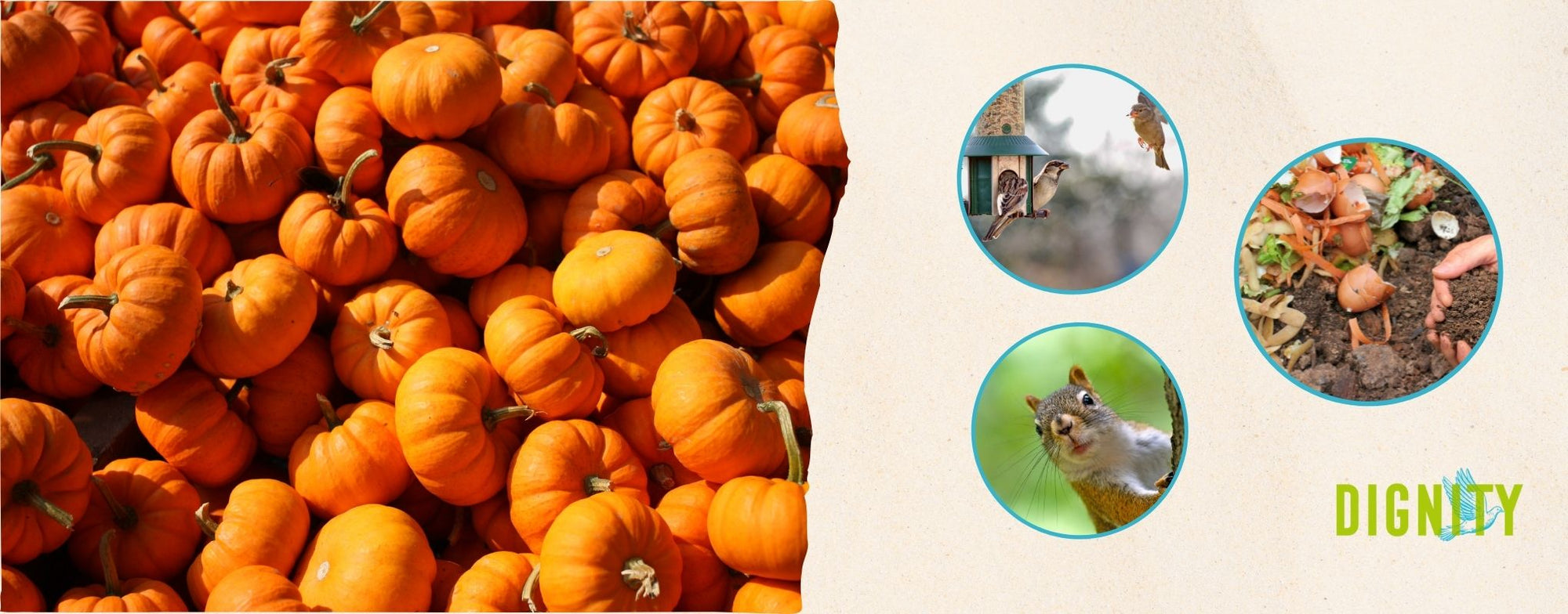 Productive Ways of Disposing Pumpkins After Halloween