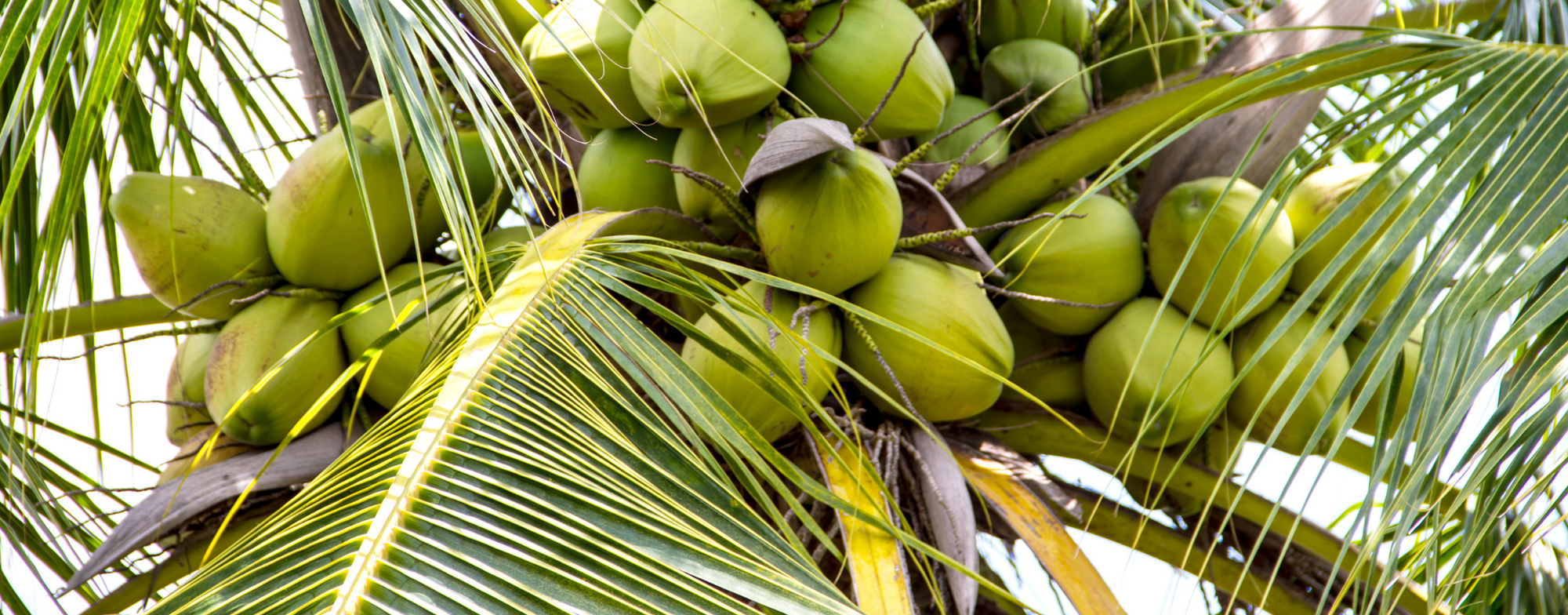 6 Fun Facts You Didn’t Know About Coconuts